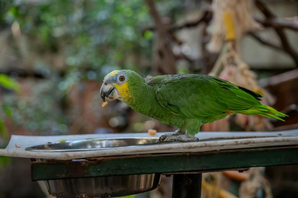 Comment les hippocampes mâles réussissent-ils à incuber leurs œufs?