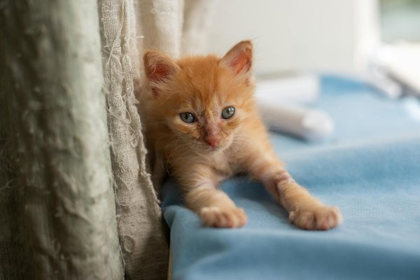 Comment identifier un début de surdité chez un chien de race Cocker Spaniel américain?