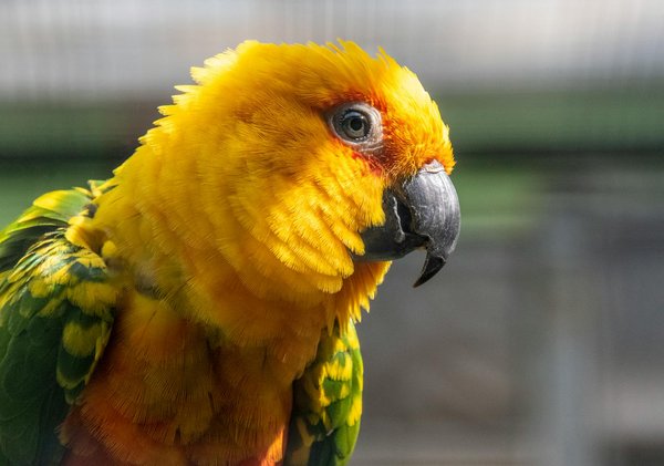 Quels sont les besoins alimentaires spécifiques d'un cochon d'Inde en gestation?