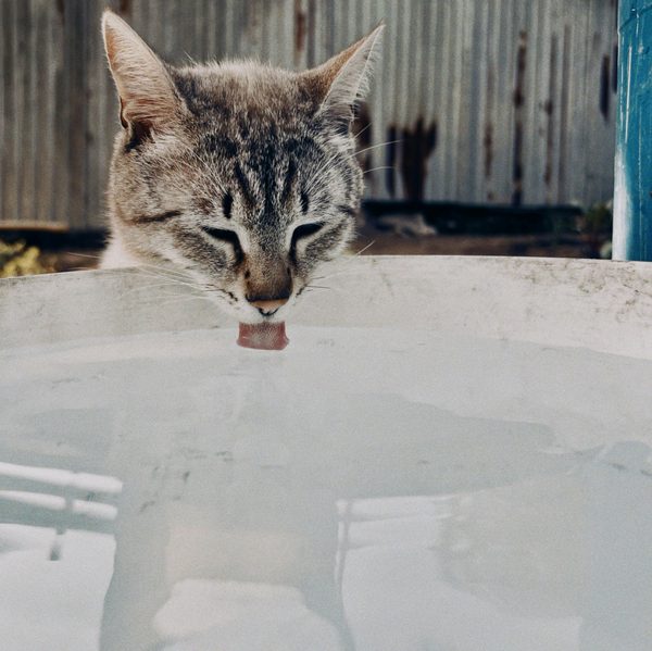 Fontaines à eau pour chats : le guide essentiel de l'hydratation