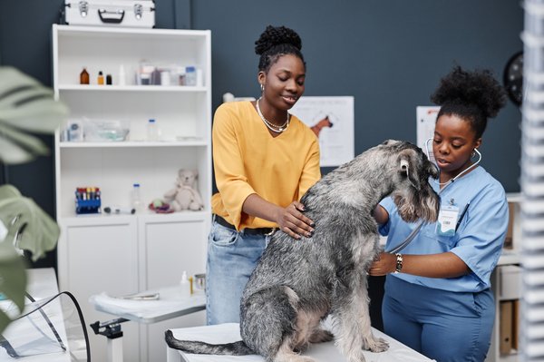 L'argent colloïdal pour chien : un allié santé incontournable